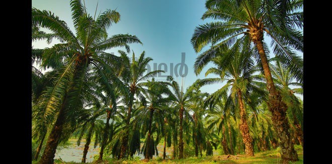 Athirappilly-4 Athirappilly-4