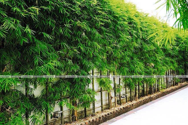 Bamboo hedge along a wall in Southeast Asia