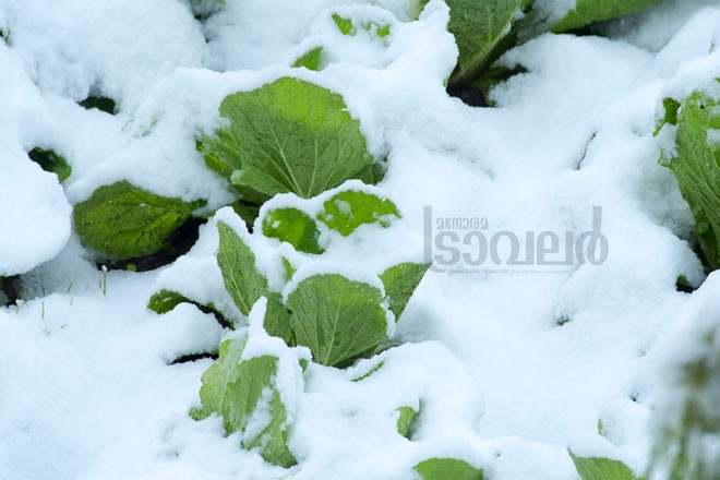 khoshal-cabbages-under-snow