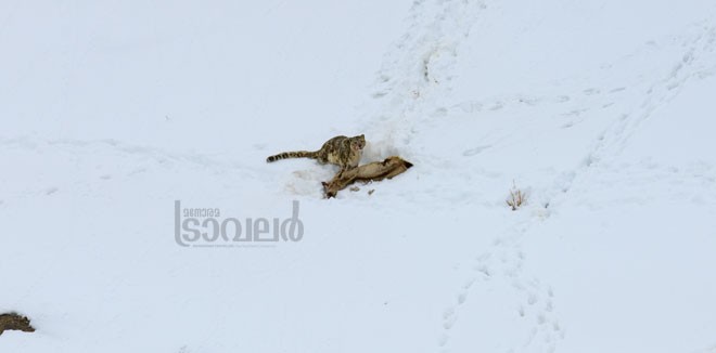 Snow-Leopard--Kibber-Village_05