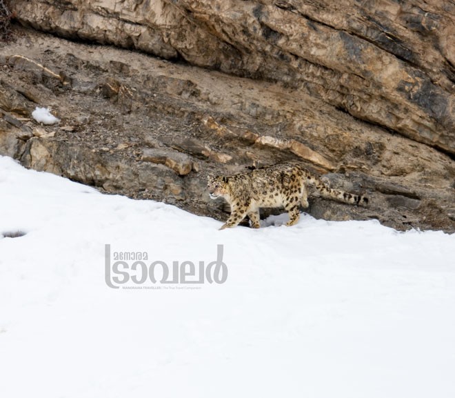 Snow-Leopard--Kibber-Village_02