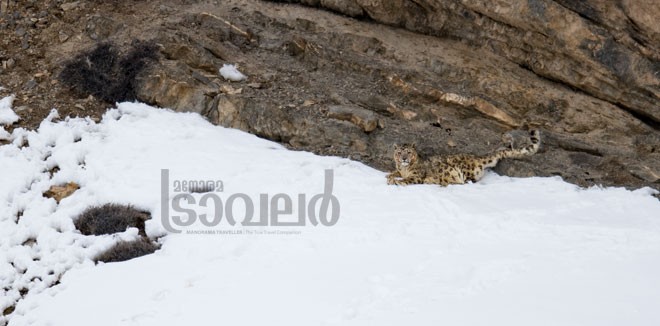 Snow-Leopard--Kibber-Village_01