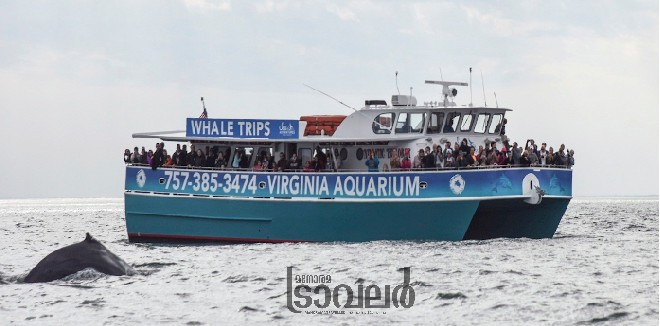 Whale Watching in Virginia7
