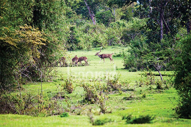 Wild deer in Mudumalai National Park